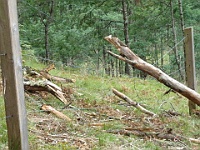 08 Tree on Cemetery Fence